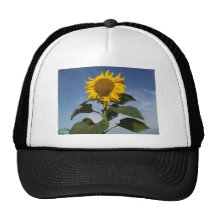 Sunflower against blue sky mesh hat