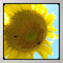 Sunflower and Bees Print