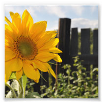 Sunflower and Fence Art Photo