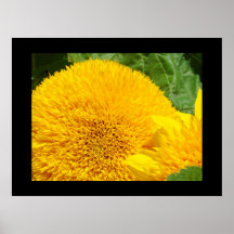 Sunflower art prints canvas prints framed Yellow