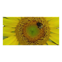 Sunflower Bee Pretty Photo Cards