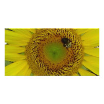 Sunflower Bee Pretty Photo Cards