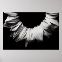 Sunflower Black and White Print