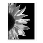 Sunflower Black & White Postcard