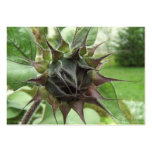 Sunflower Bud ~ ATC Business Card Templates