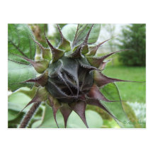 Sunflower Bud ~ postcard