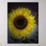 Sunflower bumble Bee 02 Print