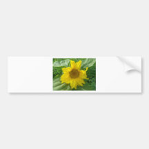 Sunflower Bumper Sticker