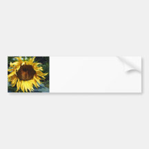 Sunflower Bumper Stickers