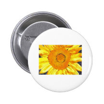 Sunflower by Paula Atwell Pinback Buttons