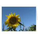 Sunflower cards