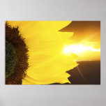 Sunflower closeup and sunset lighting posters