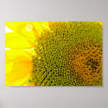 Sunflower Closeup Photography bright yellow digita Poster