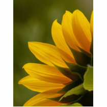 Sunflower Detail Photo Cutouts
