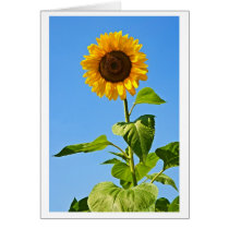 sunflower dial cards
