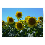 Sunflower Fest -- Card