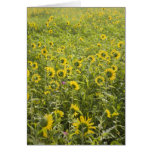 Sunflower Field Cards