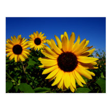 Sunflower Field Postcard