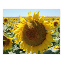 Sunflower Field Print Photo Art