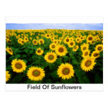 Sunflower Field Yellow Flowers Postcards