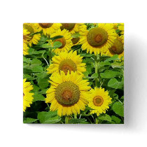 Sunflower Fields