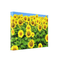 Sunflower Fields