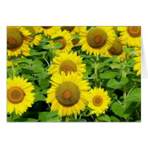 Sunflower Fields