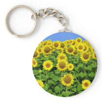 Sunflower Fields