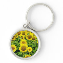 Sunflower Fields