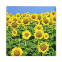Sunflower Fields