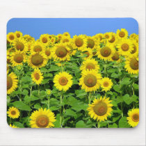 Sunflower Fields