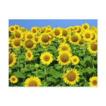 Sunflower Fields