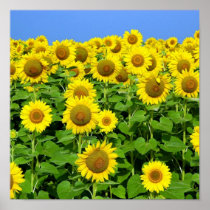 Sunflower Fields