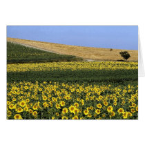 Sunflower fields, Tuscany, Italy Cards