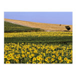 Sunflower fields, Tuscany, Italy  flowers Post Cards