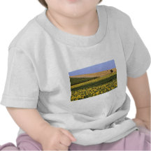 Sunflower fields, Tuscany, Italy  flowers Tee Shirts