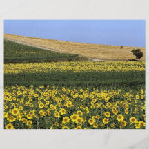 Sunflower fields, Tuscany, Italy Flyer Design