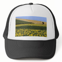 Sunflower fields, Tuscany, Italy Hats
