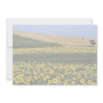 Sunflower fields, Tuscany, Italy Invites
