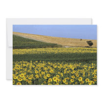 Sunflower fields, Tuscany, Italy Invites