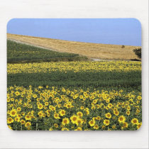 Sunflower fields, Tuscany, Italy Mousepads