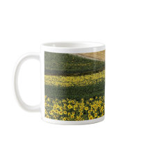 Sunflower fields, Tuscany, Italy Coffee Mugs