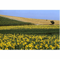 Sunflower fields, Tuscany, Italy Acrylic Cut Outs