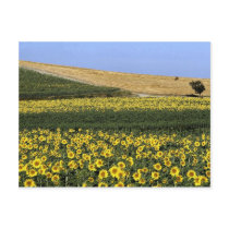 Sunflower fields, Tuscany, Italy Postcard