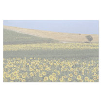 Sunflower fields, Tuscany, Italy Stationery Paper