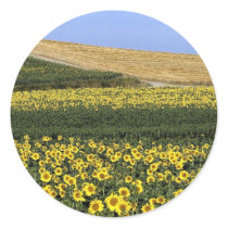 Sunflower fields, Tuscany, Italy Round Sticker