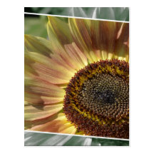 Sunflower Framed Postcard