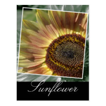 Sunflower Framed Postcard