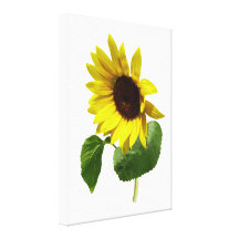 Sunflower Gazing Down Stretched Canvas Prints