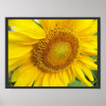 Sunflower Glory Print